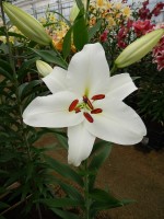 [4341 Sedano VZ No02.JPG]